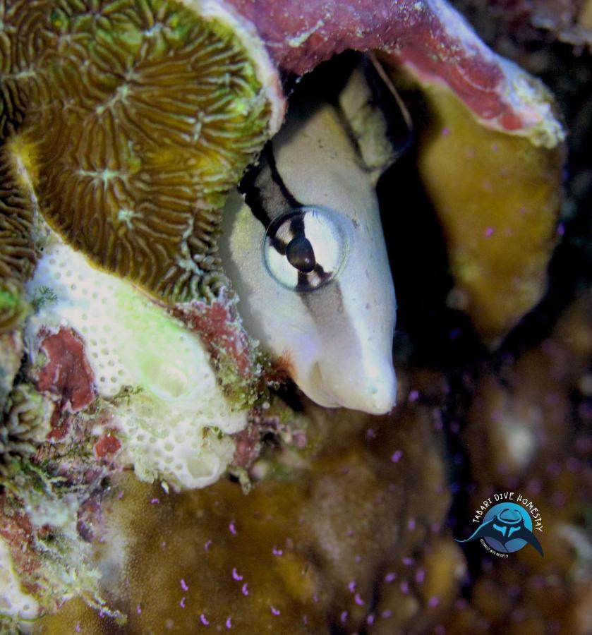 Tabari Dive Lodge Pulau Mansuar Esterno foto
